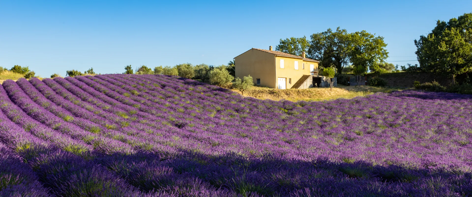 Maison provençale ochre entourée de champs de lavande pourpre en fleur sous ciel bleu.