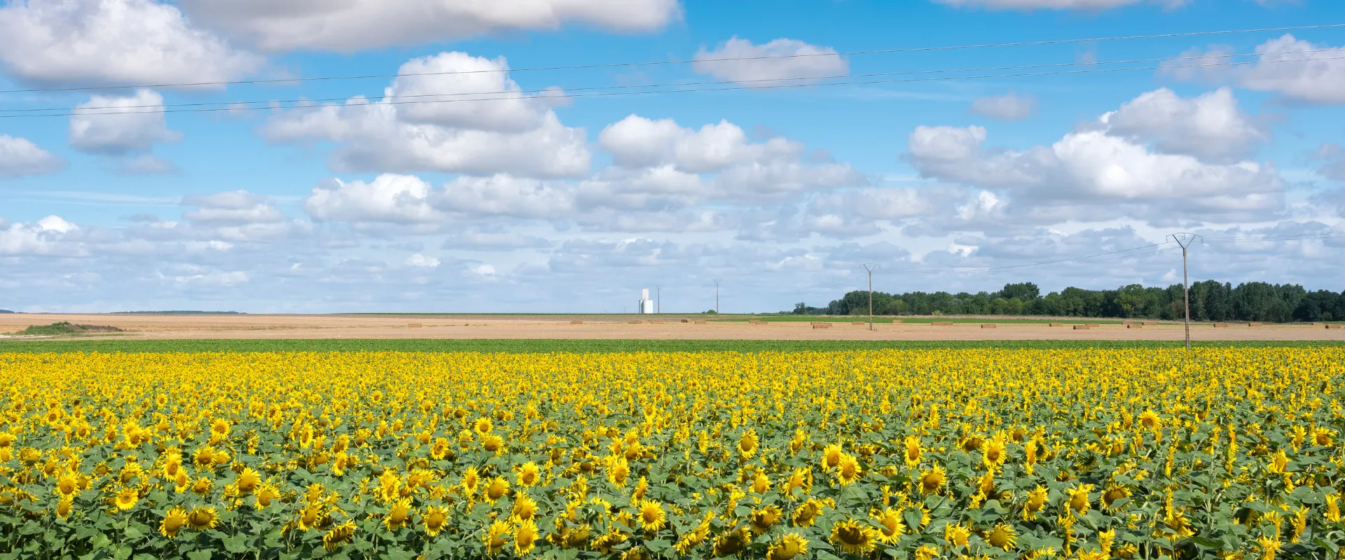 Champ de tournesols jaunes en fleur sous ciel bleu nuageux Ardennes paysage agricole rural