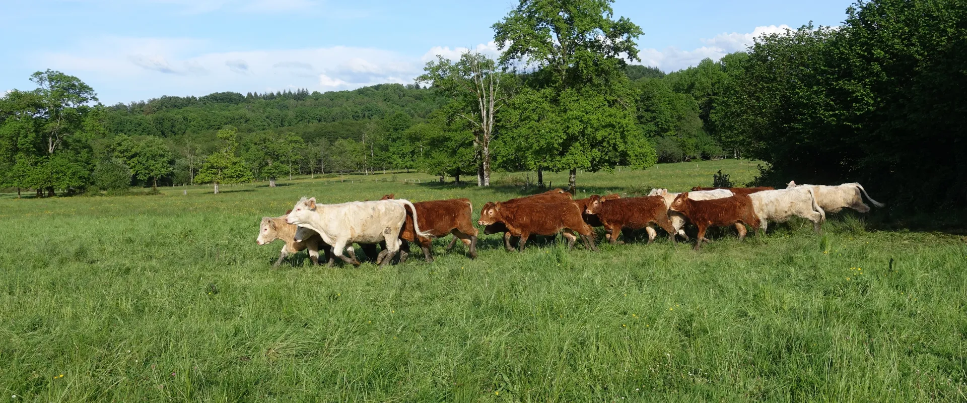 Troupeau de vaches blanches et brunes paissant dans un pré verdoyant de Creuse.