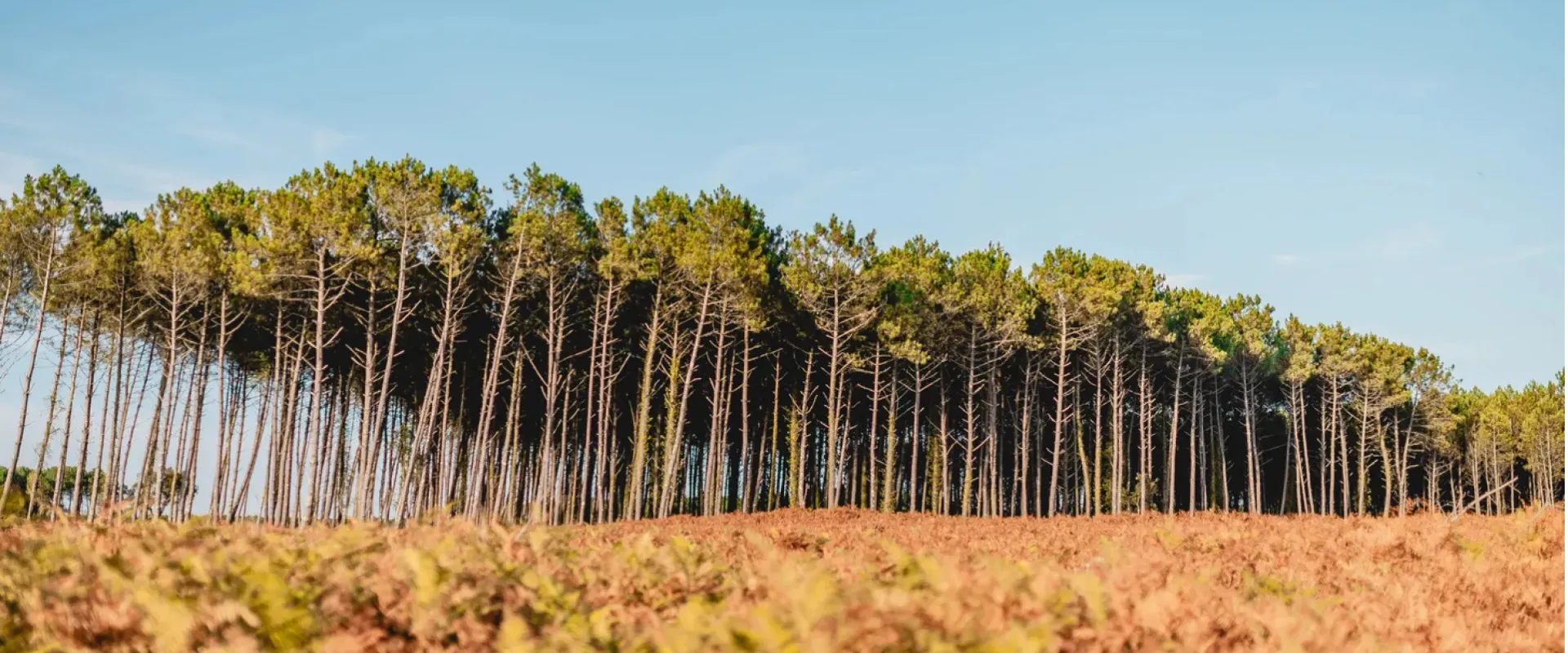 Plantation forestière de pins dans les Landes avec sous-bois clairsemé sous ciel bleu.