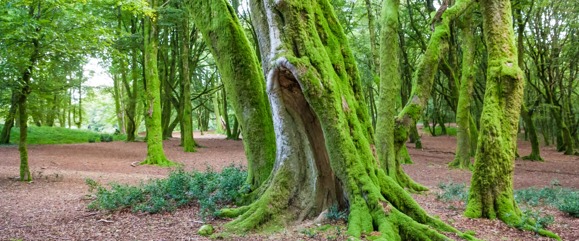 Forêt ancienne avec grands arbres couverts de mousse verte et troncs creux dans la Nièvre.